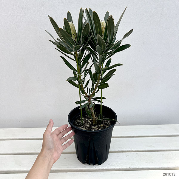 プロテア：オーストラリスアイス　6号鉢植え