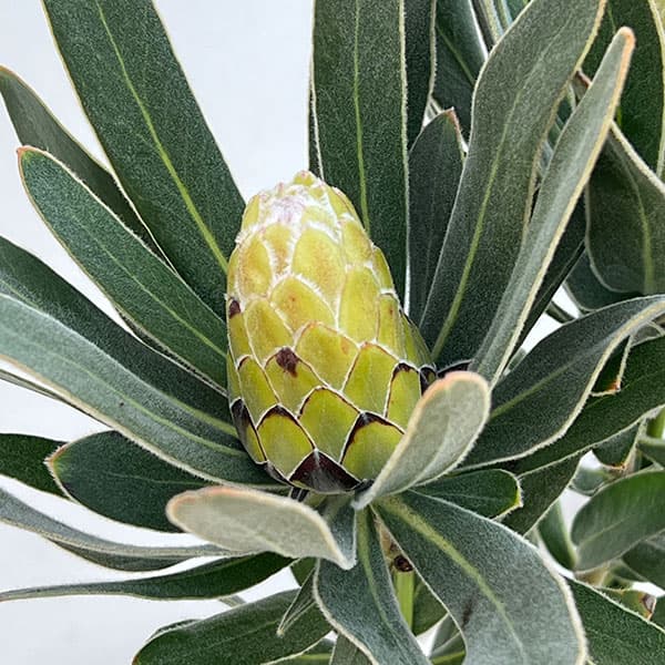 プロテア：オーストラリスアイス　6号鉢植え