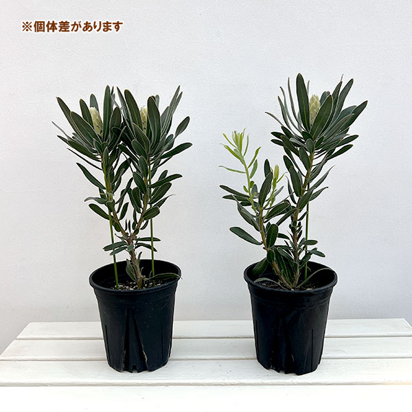 プロテア：オーストラリスアイス　6号鉢植え