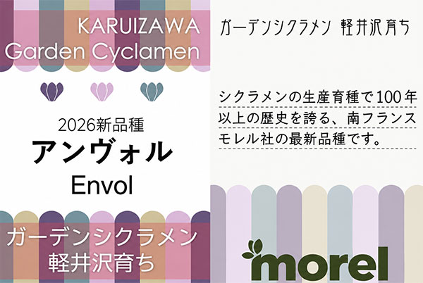 シクラメン：メティス　アンヴォル3号ポット