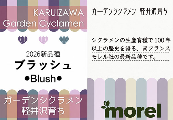 シクラメン:ブラッシュ3号ポット