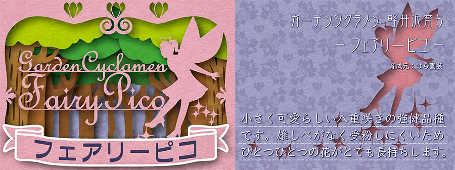 シクラメン:フェアリーピコ パープル系 3号ロングポット