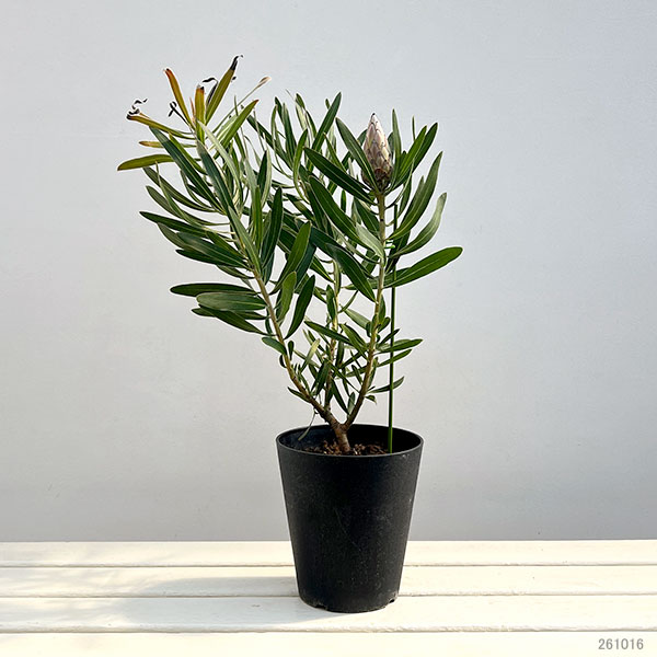 プロテア:ピンクミンク(ミンクピンク) 5号鉢植え(1F)
