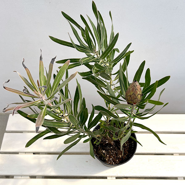 プロテア:ピンクミンク(ミンクピンク) 5号鉢植え(1F)