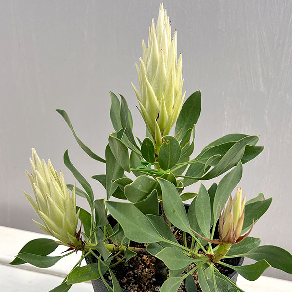 プロテア：スパイキーホワイト　5号鉢植え26-03