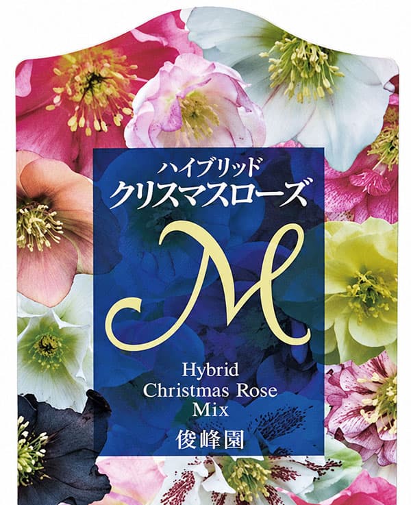 クリスマスローズ:俊峰園さんオリジナル ダブルブラック系3-3.5号ポット