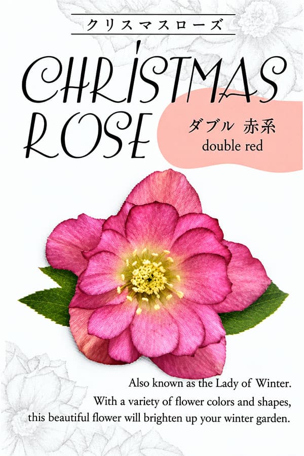 クリスマスローズ:俊峰園さんオリジナル ダブルレッド系3-3.5号ポット