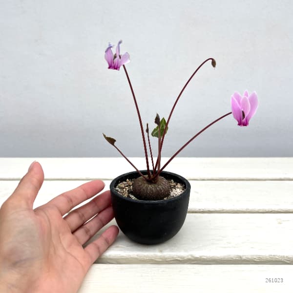 シクラメン(原種):グラエカム コーデックス鉢植え(26-01)【現品販売】