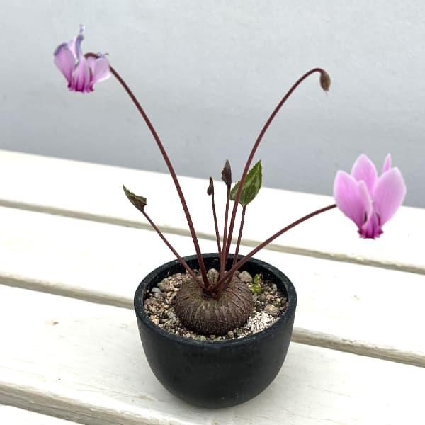 シクラメン(原種):グラエカム コーデックス鉢植え(26-01)【現品販売】