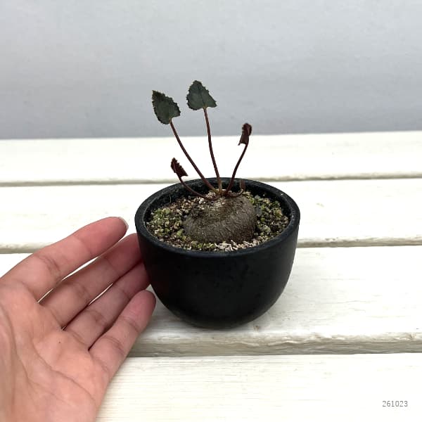 シクラメン(原種):グラエカム コーデックス鉢植え(26-02)【現品販売】