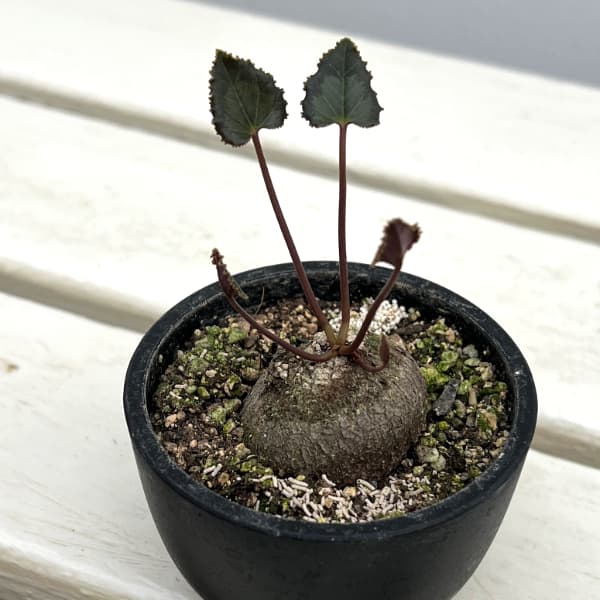 シクラメン(原種):グラエカム コーデックス鉢植え(26-02)【現品販売】