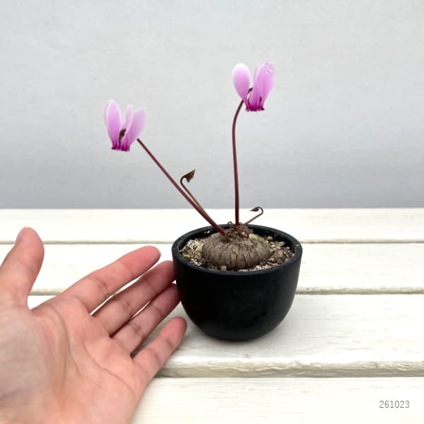 シクラメン(原種):グラエカム コーデックス鉢植え(26-03)【現品販売】