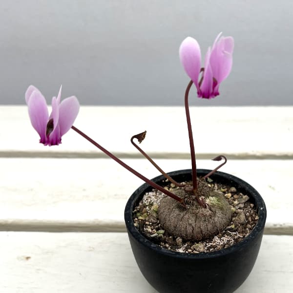シクラメン(原種):グラエカム コーデックス鉢植え(26-03)【現品販売】