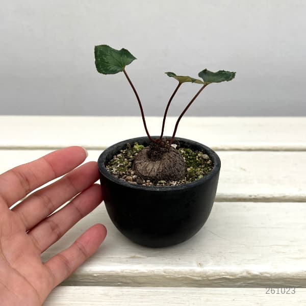 シクラメン(原種):グラエカム コーデックス鉢植え(26-04)【現品販売】