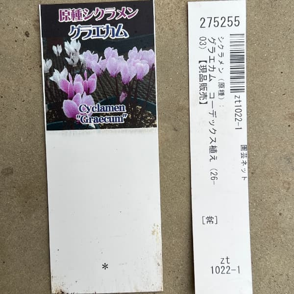 シクラメン(原種):グラエカム コーデックス鉢植え(26-04)【現品販売】