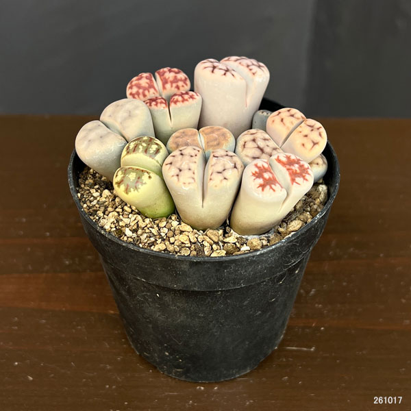 リトープス:カラフルミックス植え 2.5号プラ鉢