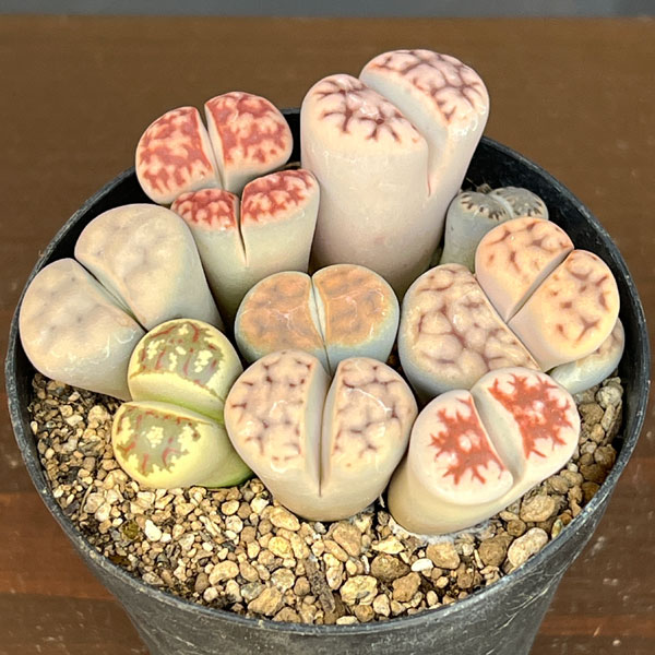 リトープス:カラフルミックス植え 2.5号プラ鉢