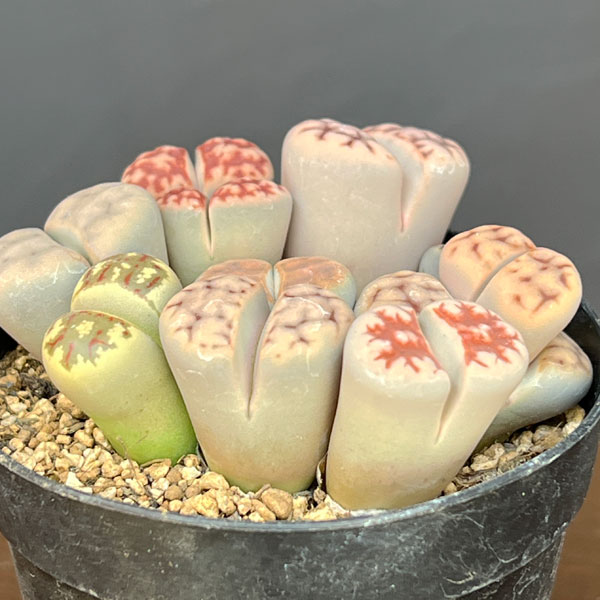 リトープス:カラフルミックス植え 2.5号プラ鉢