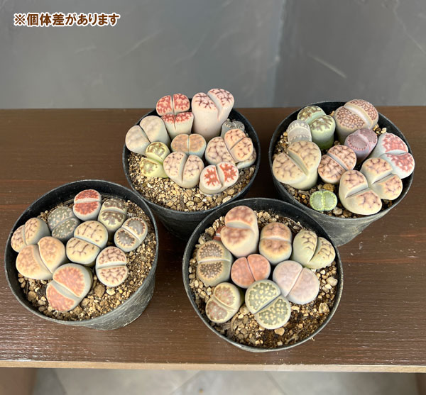 リトープス:カラフルミックス植え 2.5号プラ鉢