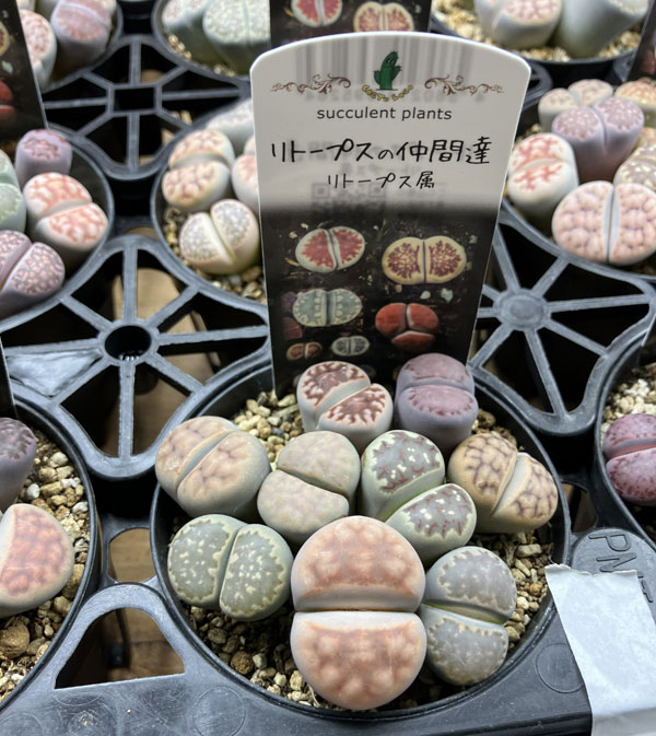 リトープス:カラフルミックス植え 2.5号プラ鉢