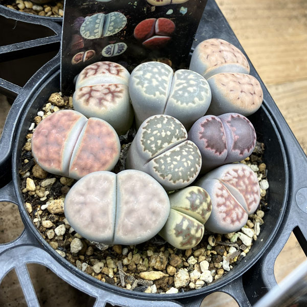 リトープス:カラフルミックス植え 2.5号プラ鉢