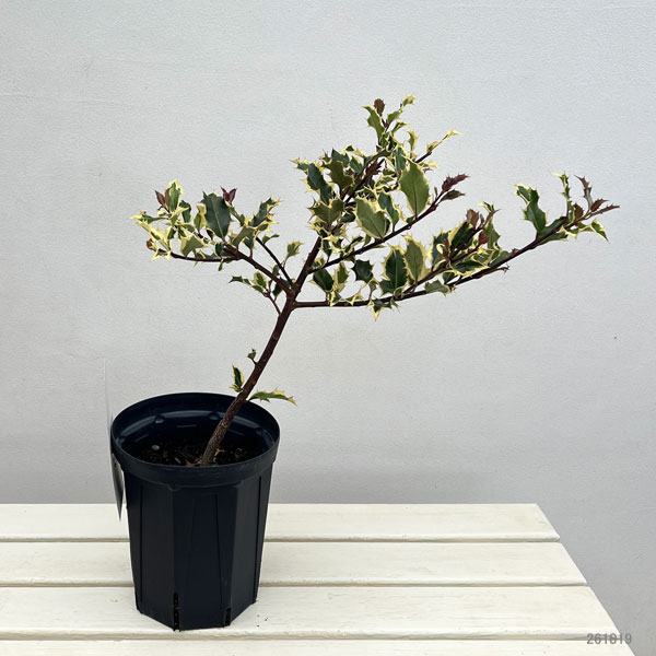 クリスマスホーリー：ゴールドホーリー（雌木）6号鉢植え