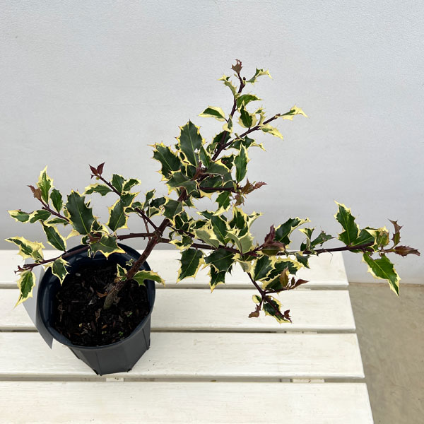 クリスマスホーリー：ゴールドホーリー（雌木）6号鉢植え