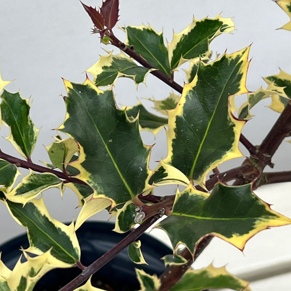 クリスマスホーリー：ゴールドホーリー（雌木）6号鉢植え