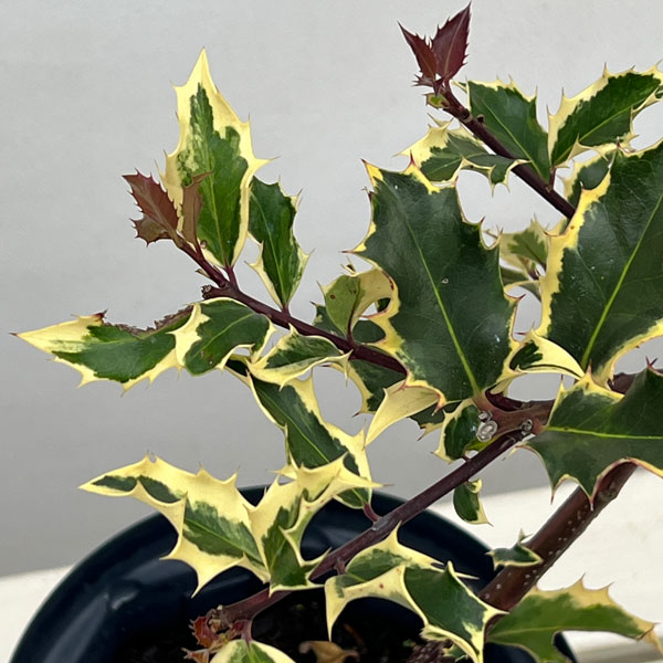 クリスマスホーリー：ゴールドホーリー（雌木）6号鉢植え