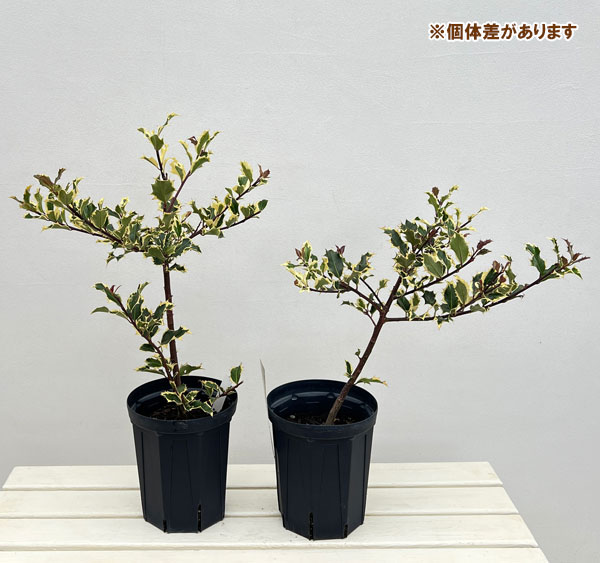 クリスマスホーリー：ゴールドホーリー（雌木）6号鉢植え