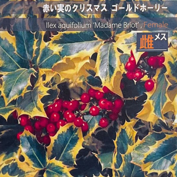クリスマスホーリー：ゴールドホーリー（雌木）6号鉢植え
