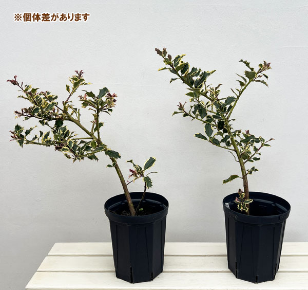 クリスマスホーリー：シルバーホーリー（雌木）6号鉢植え