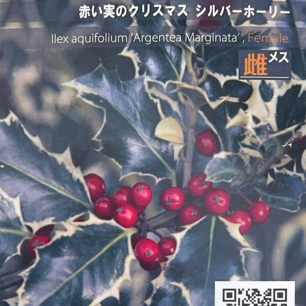 クリスマスホーリー：シルバーホーリー（雌木）6号鉢植え