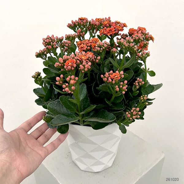 カランコエ:タイガーマジェスティック コーラル5号鉢植え