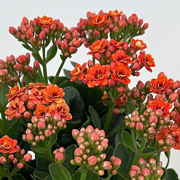 カランコエ:タイガーマジェスティック コーラル5号鉢植え