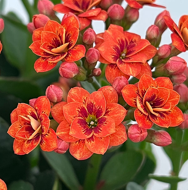カランコエ:タイガーマジェスティック コーラル5号鉢植え