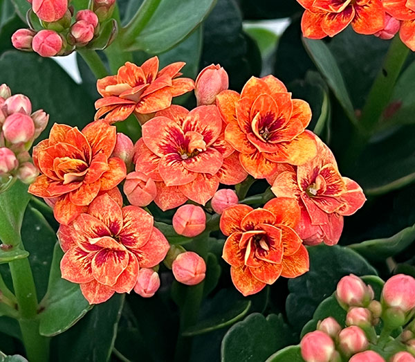 カランコエ:タイガーマジェスティック コーラル5号鉢植え