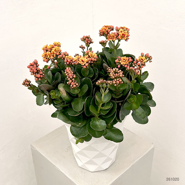 カランコエ:タイガーマジェスティック ブロンズ5号鉢植え