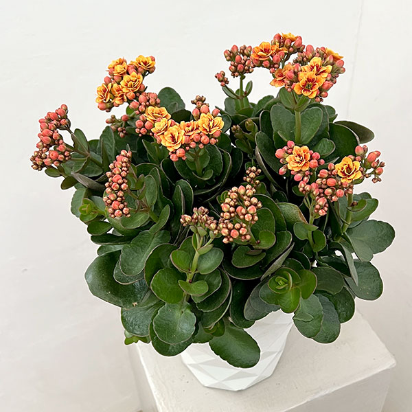カランコエ:タイガーマジェスティック ブロンズ5号鉢植え