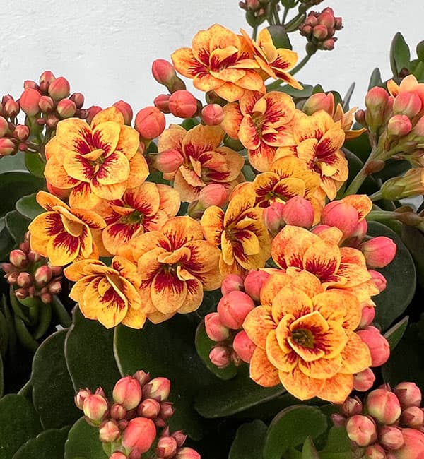 カランコエ:タイガーマジェスティック ブロンズ5号鉢植え