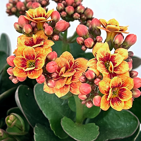 カランコエ:タイガーマジェスティック ブロンズ5号鉢植え