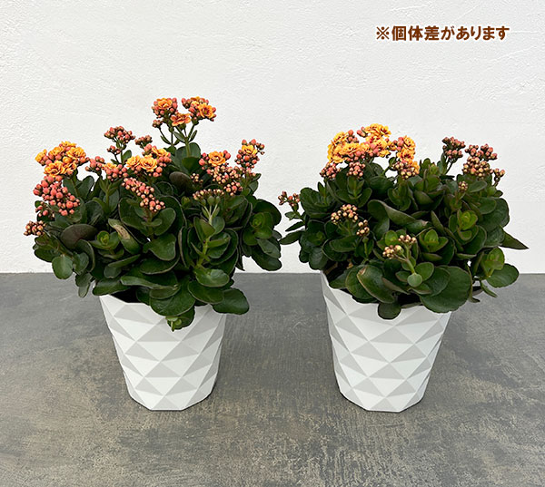 カランコエ:タイガーマジェスティック ブロンズ5号鉢植え
