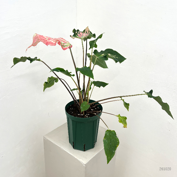 カラジュウム: ピンクシンフォニー 5号鉢植え