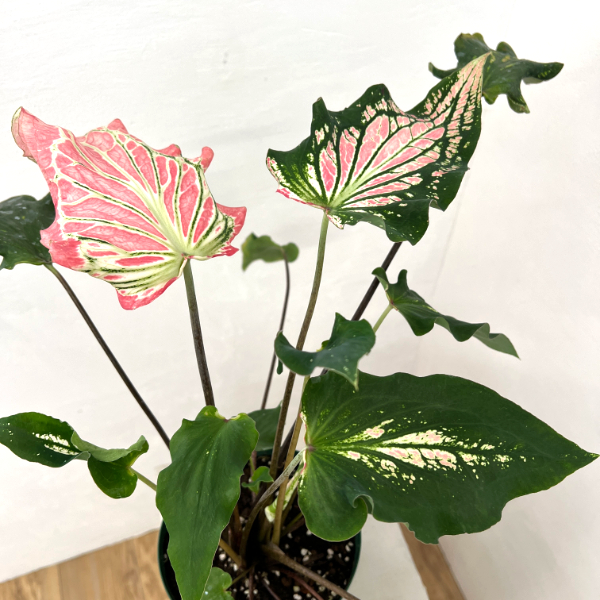 カラジュウム: ピンクシンフォニー 5号鉢植え