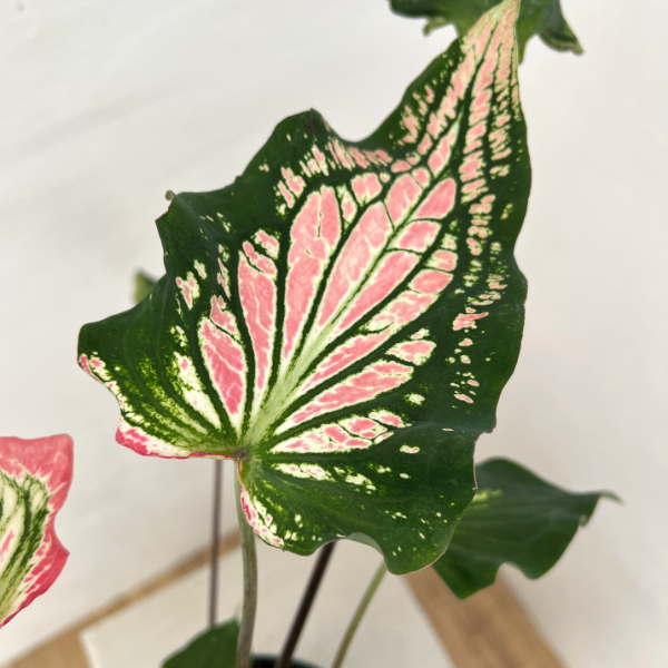 カラジュウム: ピンクシンフォニー 5号鉢植え