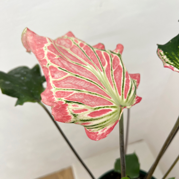 カラジュウム: ピンクシンフォニー 5号鉢植え
