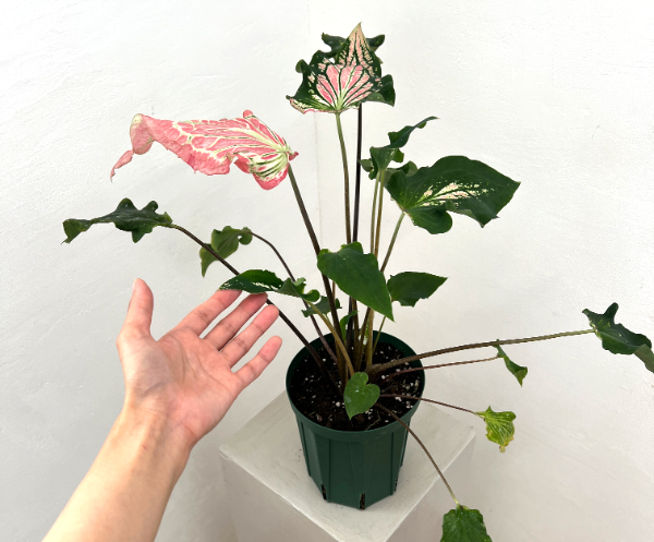 カラジュウム: ピンクシンフォニー 5号鉢植え