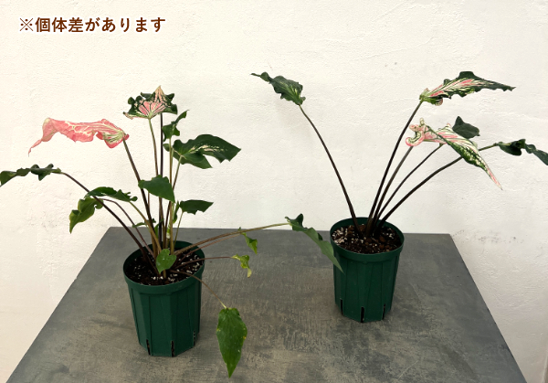 カラジュウム: ピンクシンフォニー 5号鉢植え