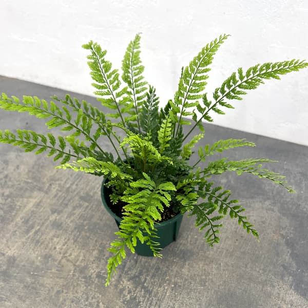 アスプレニウム：ツンベルギア（プラスチックファーン）　4号鉢植え