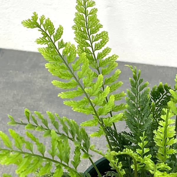 アスプレニウム：ツンベルギア（プラスチックファーン）　4号鉢植え